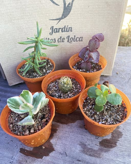 Vivero